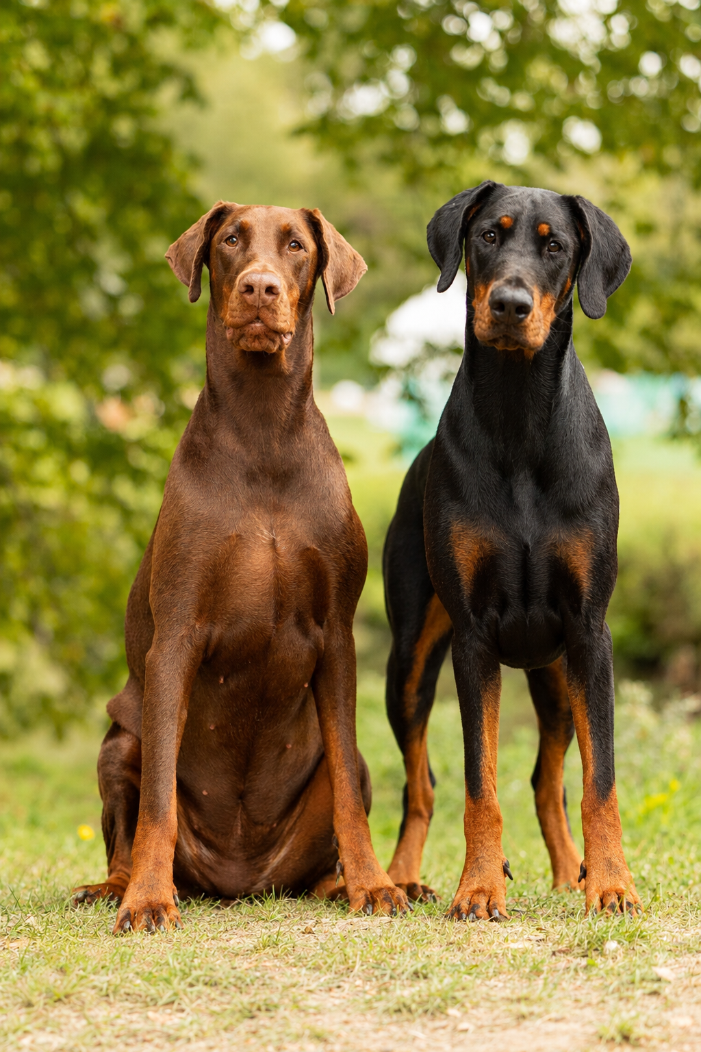 Deux Dobermans posés dans un parc